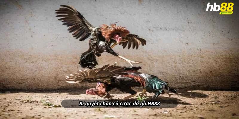 Bí quyết chọn đá gà 