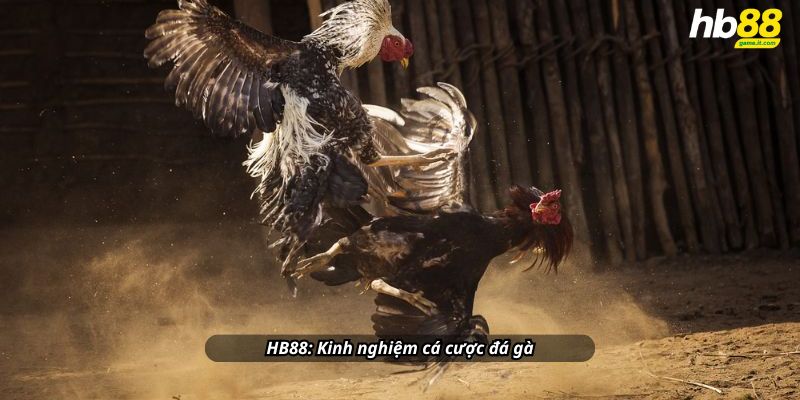 Kinh nghiệm cá cược đá gà hiệu quả