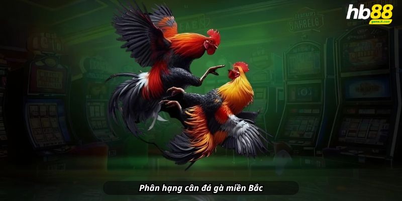 Phân hạng cân đá gà miền Bắc